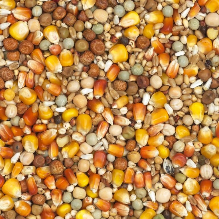 ١-تربية-حمراء-صفراء-ذرة