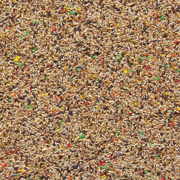 498-canarini-colormix