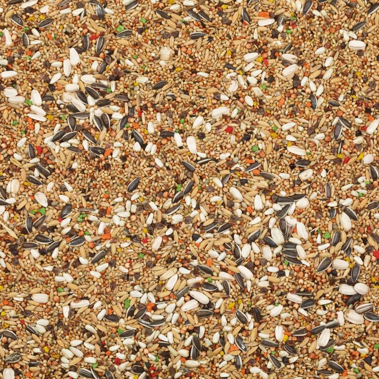 502-large parakeets-color mix