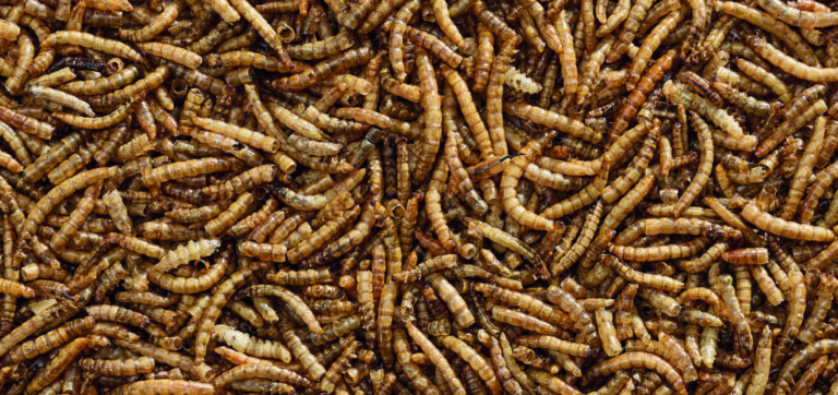 Garden-Buffet-Meelworm_1-cmyk-OL-1024x482