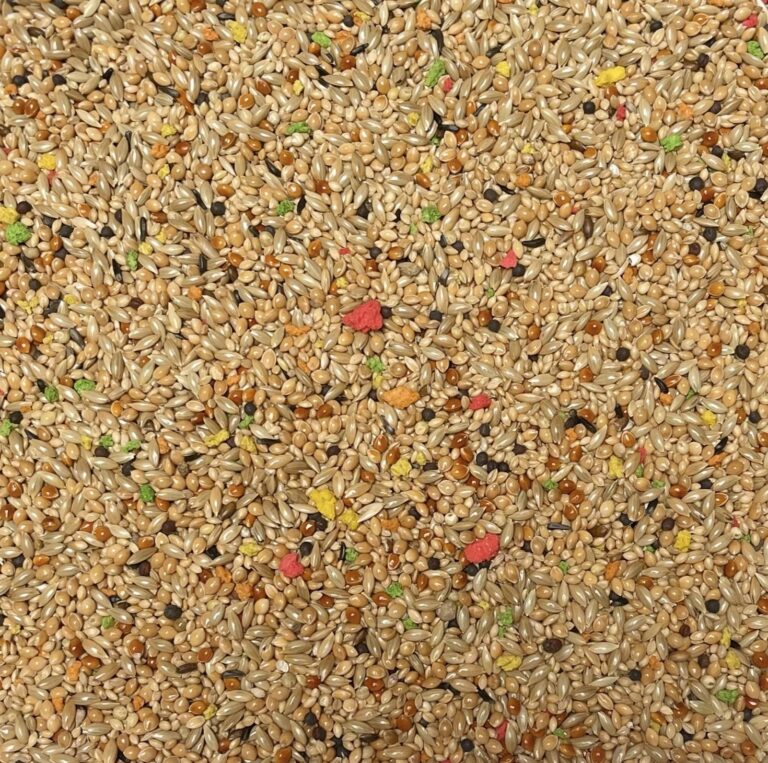 Tropical finches + biscuit