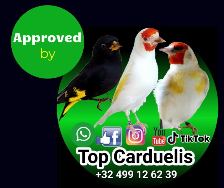 flyer-a6-10-5x14-8-cm-facebook-post-1