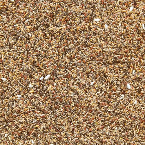 497-native bird-without rapeseed