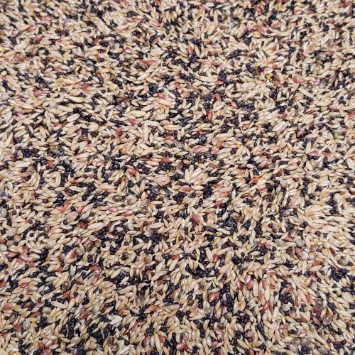 kanarie-excellent-174684