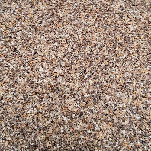 periquito-excellent-174682